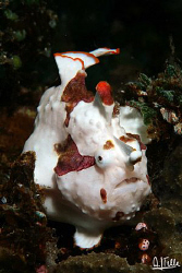 Harlequin frogfish. Picture taken near Alor, Indonesia.
... by Arthur Telle Thiemann 